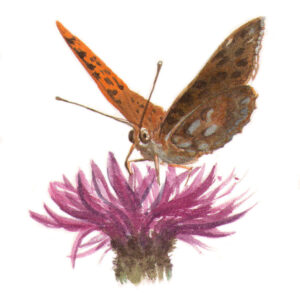 Farfalla e fiore acquerello Federico Buratti