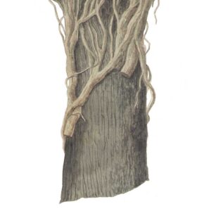 albero secco radici edera acquerello natura Federico Buratti