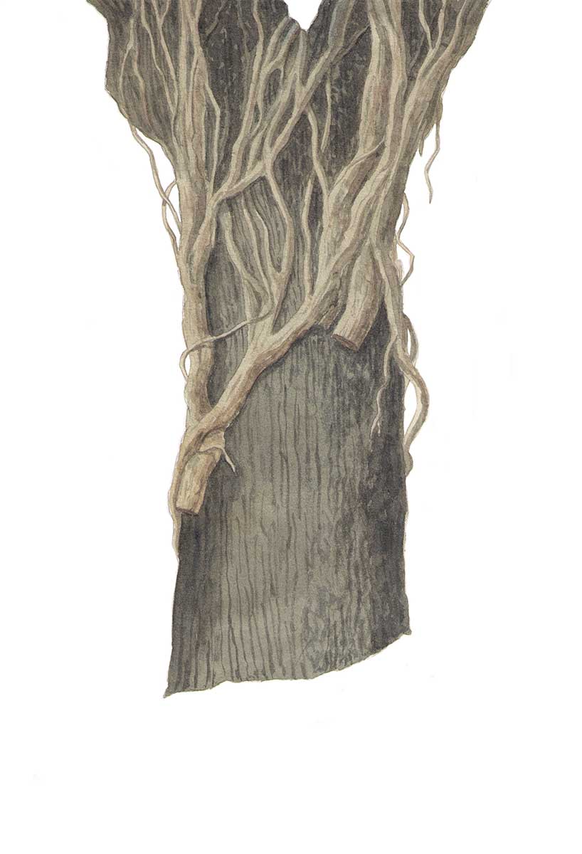 albero secco radici edera acquerello natura Federico Buratti